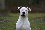 DOGUE ARGENTIN 458